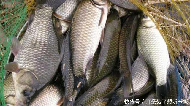 「钓友」分享1套好用还省钱的窝料配方,四季钓鱼打窝都能用