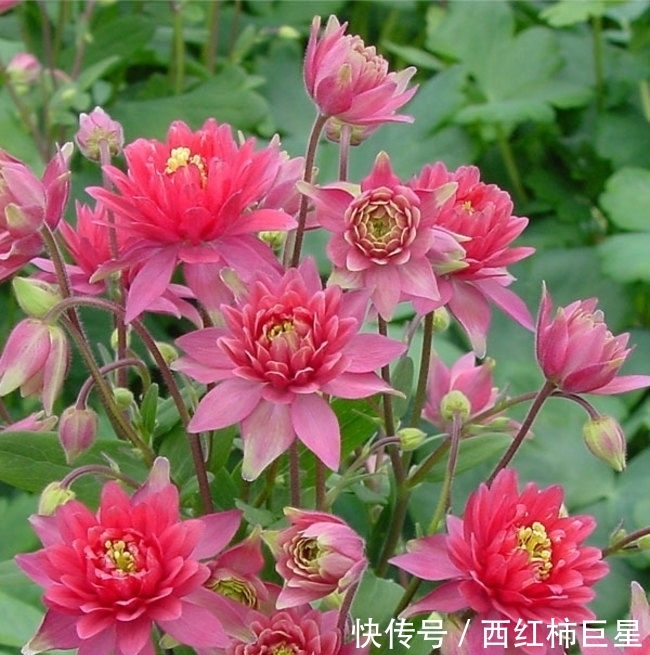  「花色」花色美丽，花期长，这几款盆栽是观赏佳品，来欣赏下吧