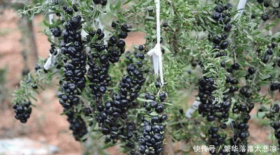  神话：“黑金”神话破灭：曾千元一斤不愁销路，如今卖20元很费