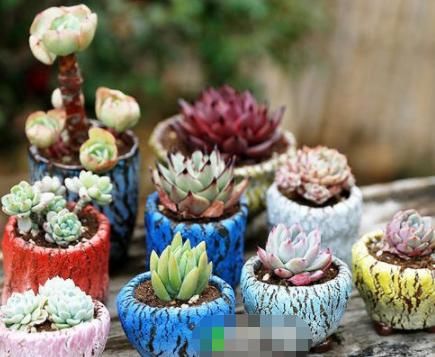 精致■养花并不是花盆越大越好,3种花“挤在”小盆养,小巧精致、可爱