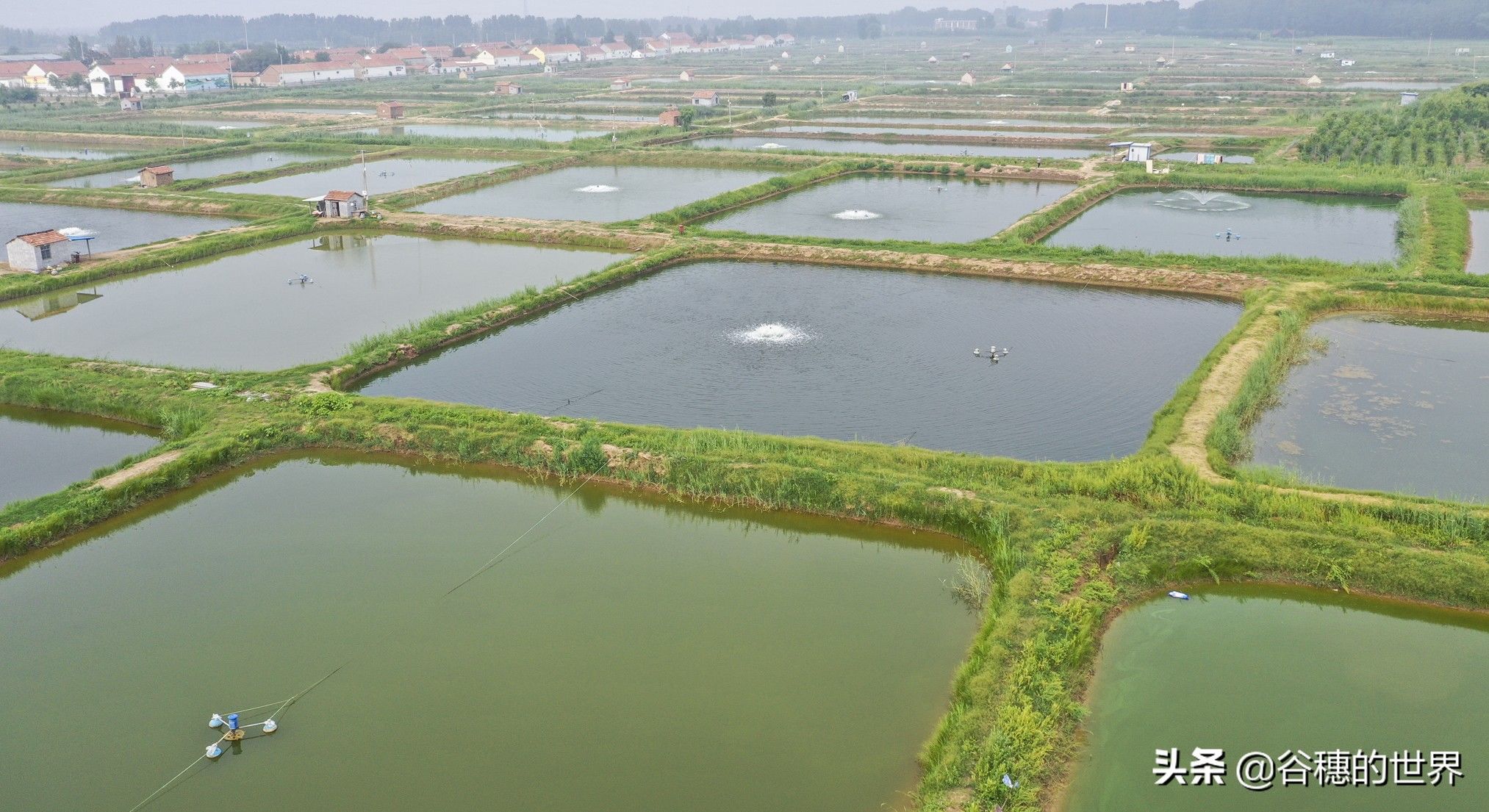 黄河岸边曾经的农村盐碱地，现在12000个虾池，农民们的梦想