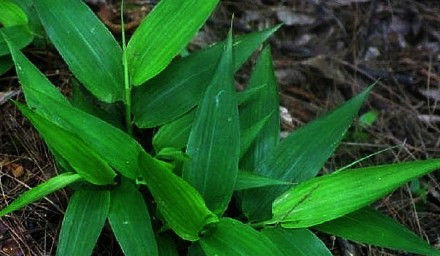  形似■山林里被“埋没”的野草，叶片形似竹叶却用处多，遇到请脚下留情