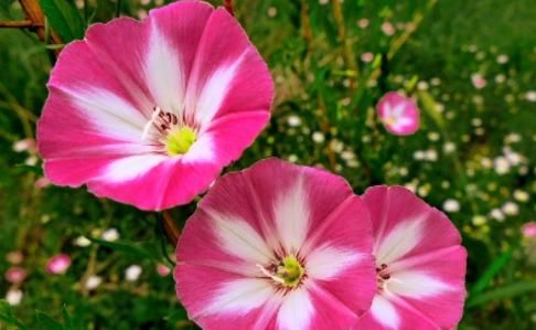  暗淡@家养此款花，好养易爆盆，丢在阳台幽香暗淡，花型圆滚惹人爱