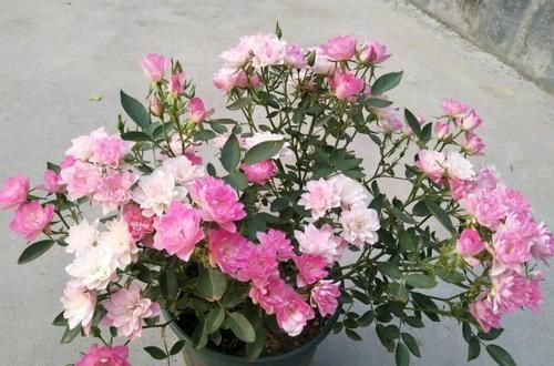  充足的光照■最美的“开花机器”，仙气十足，花多易爆盆，一开上百朵人见人夸
