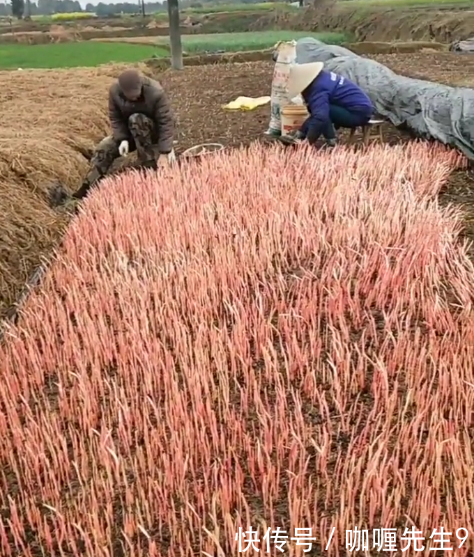 农民种植的“它”亩产3千斤，每斤10元，年赚几十万！