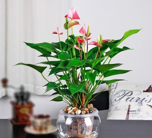 『空调』空调房适宜养什么植物?植物经常枯死?这五点才是根本原因