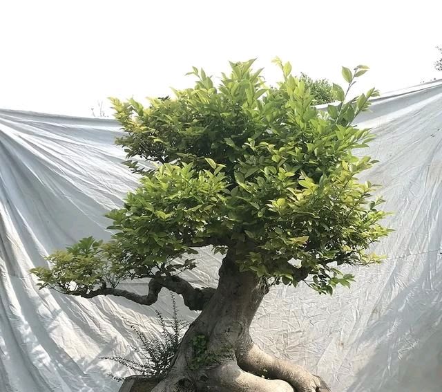  『朱立明』欣赏朱立明的盆景，学会体贴！