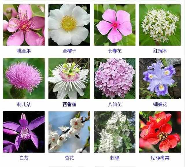  【品种】400种 · 观花植物品种大全，值得收藏