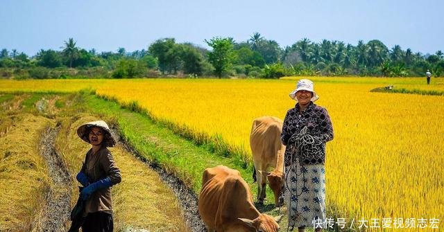 越南人口近亿，国土却仅有中国的三十分之一，为何还有大米出口呢