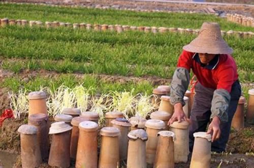  「水泥罐」农村人是这样种韭黄的，很多人吃过没见过怎么种