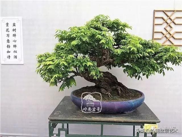  「作品」有年功的盆景，品相好，价值高！