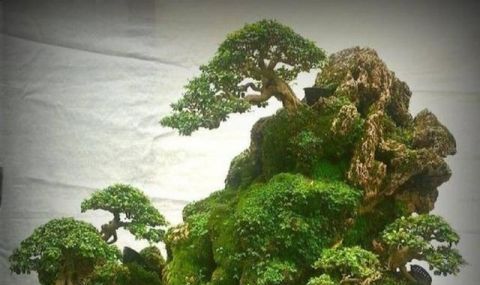 丛林式盆景造型要注意这4点，造出的景才会细致生动