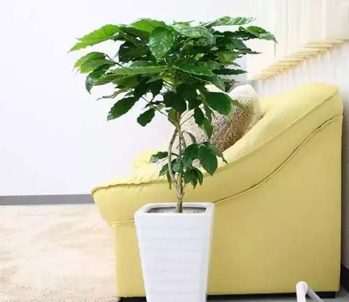  『适合』最适合懒人养的植物，好养易活又耐看，号称“养不死”，你家有吗？