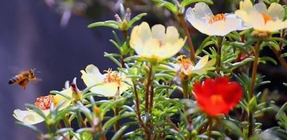  【三角梅】夏天阳台不能养花？这6种花把你家的阳台承包啦！