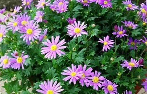 #花量#这些花卉好养易爆盆,花量大花期长,花姿卓越,花期一到香飘满屋