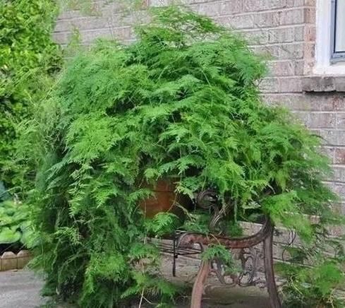  『偷懒』养2种花“别偷懒”，否则春天换盆“只能砸”，太浪费花盆