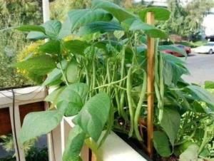 『七彩辣椒』6种菜养阳台,长势快、结果多,吃完一茬又一茬,够全家吃