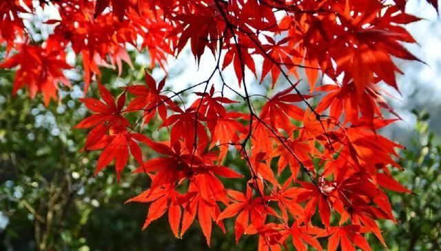 十首元曲说秋：秋叶静美，秋华如丹