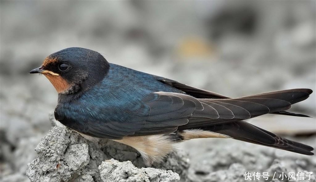 燕子最有灵性, 农村家里出现燕子搭窝预示什么? 说出来你都不信