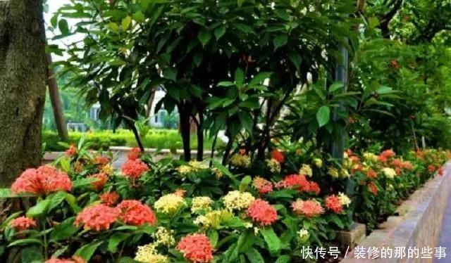 寓意|民间3种“贵气花”,外形美艳不输玫瑰,关键容易养活还有好寓意