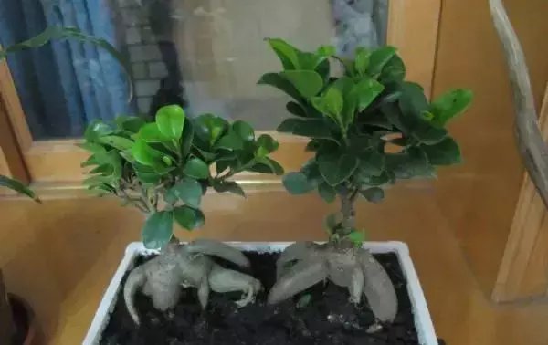 『观赏价值』六种价格不贵,观赏价值高可以做盆景的植物,适合新手种植