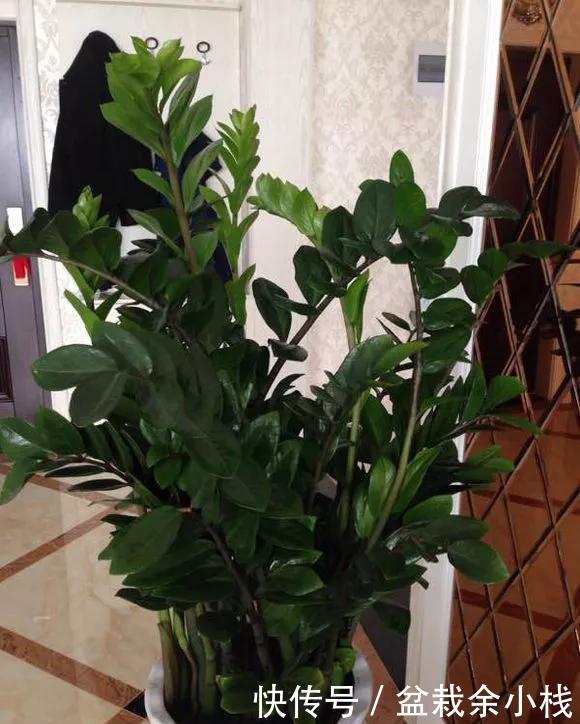  「家里」家里4种花，就要饿着养，盆小少浇水，反而长得好！