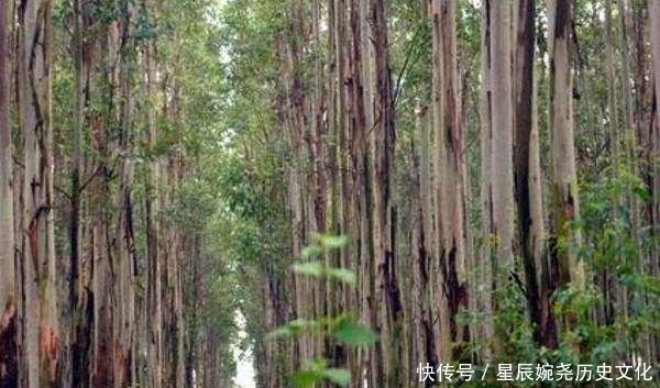  树木@全球最高的树一年长60米，最高超过50层楼，但中国禁止种植