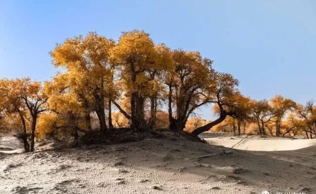 大美新疆，上眼胡杨