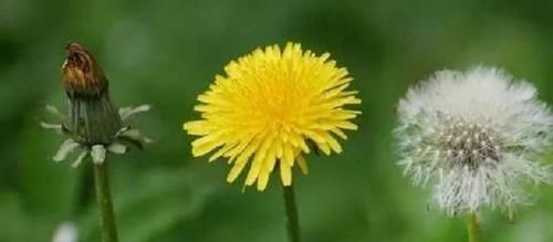  『生长』春天乡下1野花，名蒲公英，花色泽金黄，10人里9人不知其神效