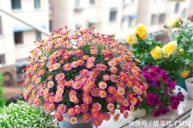  #不到#不到1平方的窗台，被她养成小花园，比院子还美！