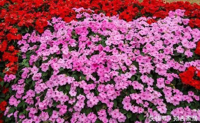  凤仙花|这4种花卉现在种植起来？6月份花开满园、香气逼人