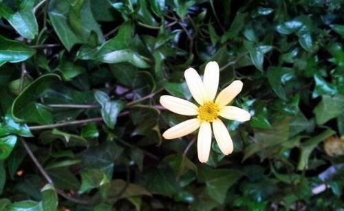  虎皮兰：这3种花是“绿色卫士”，帮助睡眠还好养，每个房间放一盆不嫌多