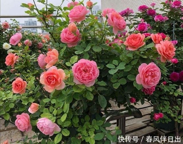  小苗期间：对待月季苗要“心狠”，越是不停摘心打顶，越是花苞多、变大棵