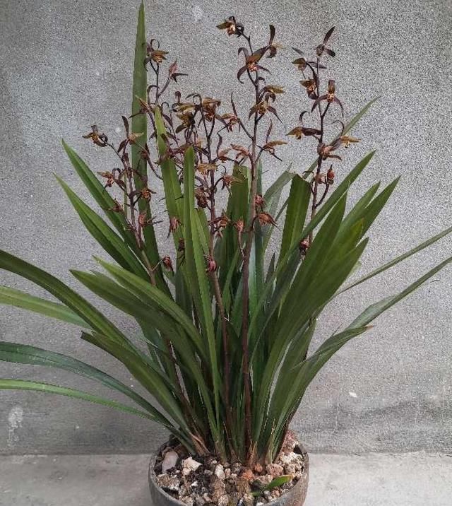  「植物」兰花有“癖好”,满足不了这几点,就不开花