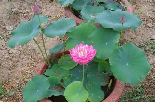  「种植」花卉种植技术：盆栽水培荷花花期养护方法和注意事项！