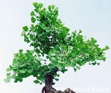  「盆景创作」玩银杏老桩，如何使它的叶片变小？这是我见过最全面的办法，收藏