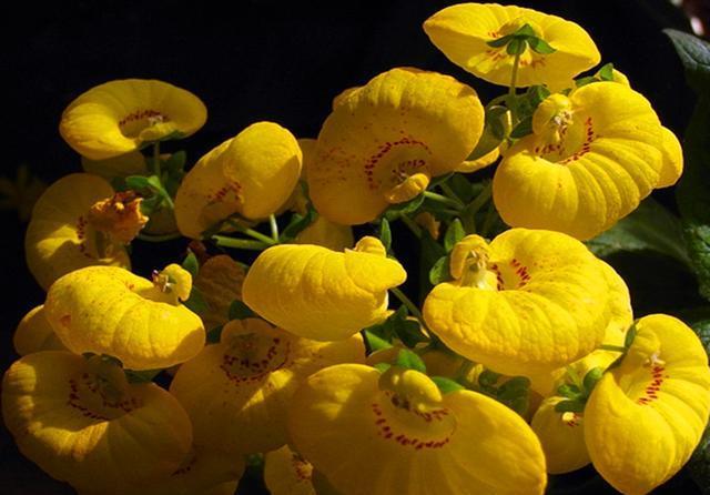 「冬天」冬天开花的荷包花,养护注意3点,不烂根不烂叶,花开满盆