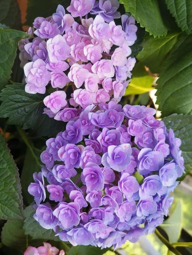 「球老师爱吃薄荷冰淇」封闭阳台养花,防盗窗有大用,1平米也能变花园!