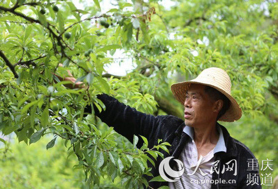  『巫山』巫山铜鼓镇：鼓点敲响脱贫路
