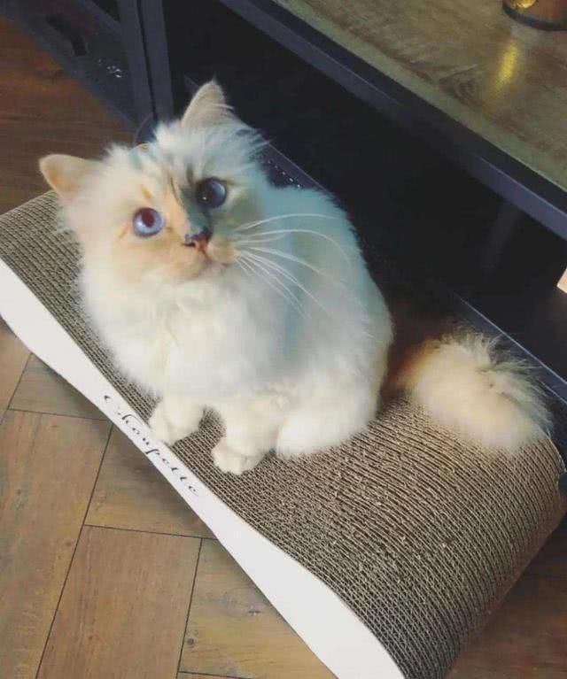  『Choupette』时尚教父“老佛爷”生前养的这只猫，有多幸运就有多难过