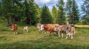  「放牧」一个农村劳动力，生态放牧养殖20头牛，每年能赚多少钱