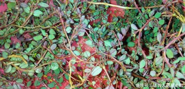 农村山上的这种草，是农村的药王，能治百病，见了一定要带回！