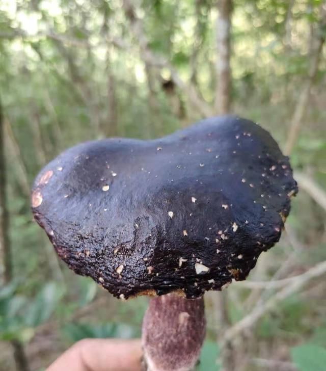  食用菌：认识几十种食用野生菌，你都见过吗？