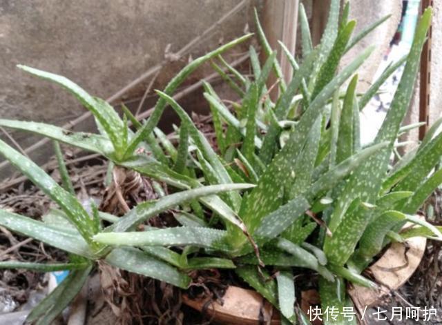  #旺盛#有“2种花”耐旱，1个月浇水一次，依旧旺盛，养1盆在家，好看！
