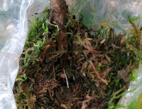  『水苔包裹』快速找茶花盆景素材的方法，水苔高压茶花老桩，直接成型