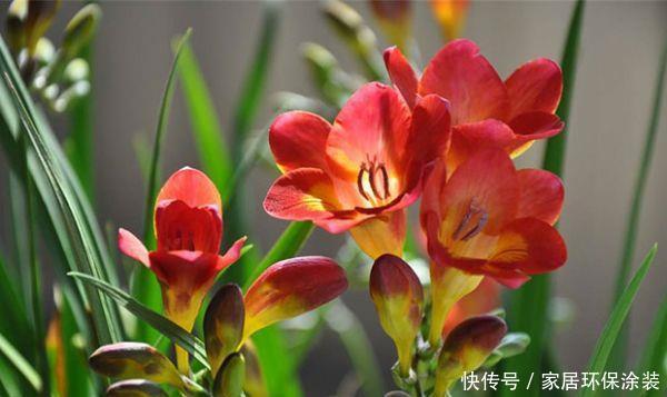  『喜欢』喜欢养护花卉，就选择花色艳，花期长，开花量繁多的3种花卉