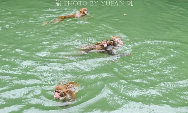 重庆终于成功入夏，高温下猴子比人还懂享受，网友直言“成精了”