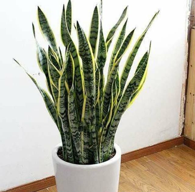  『树干就』夏天要给花多浇水？这几种都自带“储水功能”，养殖宁旱勿涝