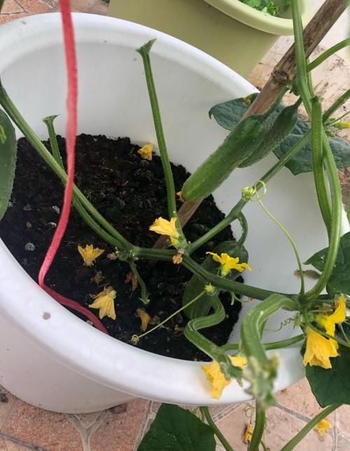  蔬菜都|别人都收获了，你还在犹豫，6种蔬菜种在阳台，60天收获一箩筐