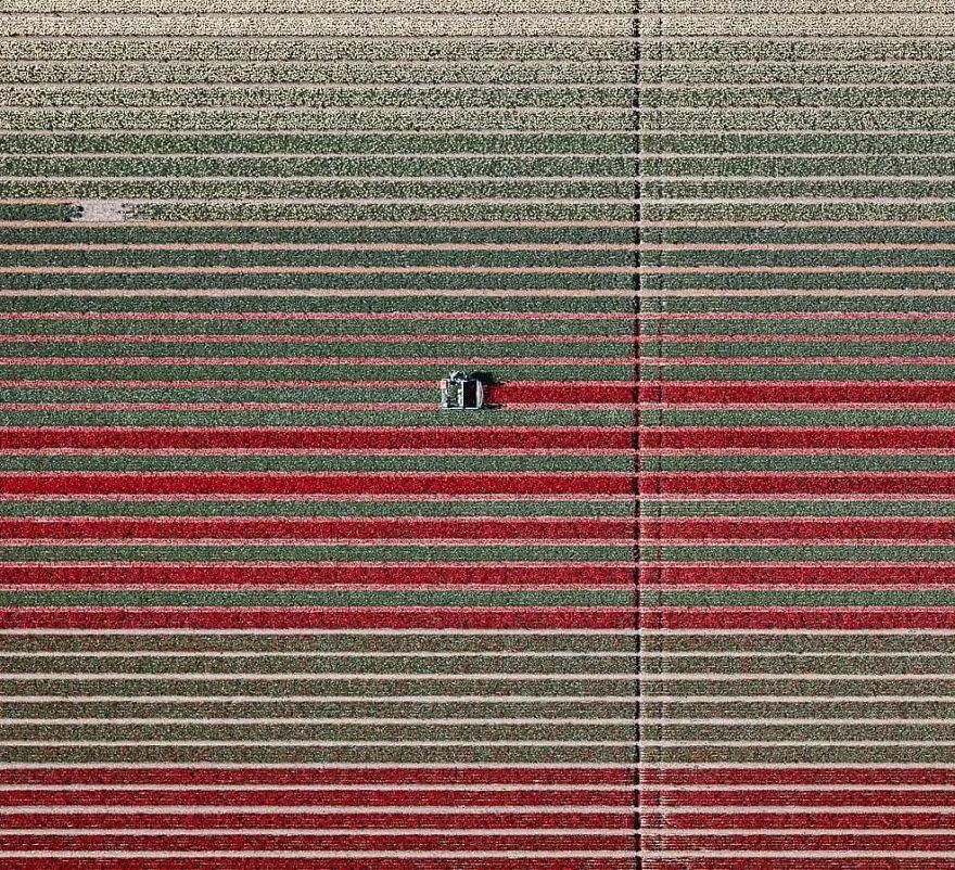 【每日美图】上帝视角下的郁金香田